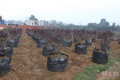 皓康耐老化高強藍莓花卉果蔬種植袋 創新工藝，助力綠色種植